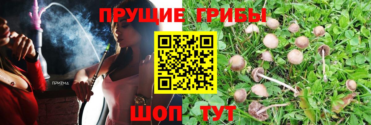 Псилоцибиновые грибы Psilocybine cubensis Иваново